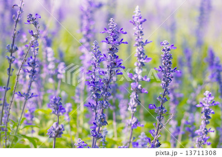 Blue Salvia (salvia farinacea) flowers blooming in the garden 13711308