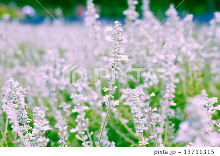 Lavender flowers blooming in the garden 13711315