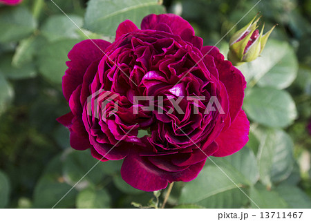 深紅の薔薇の写真素材