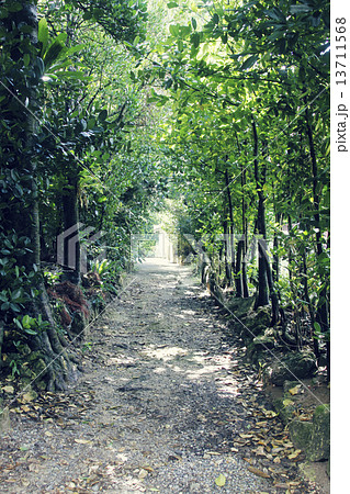 備瀬のフクギ並木 13711568