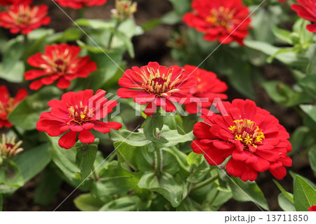 red zinnia flower 13711850