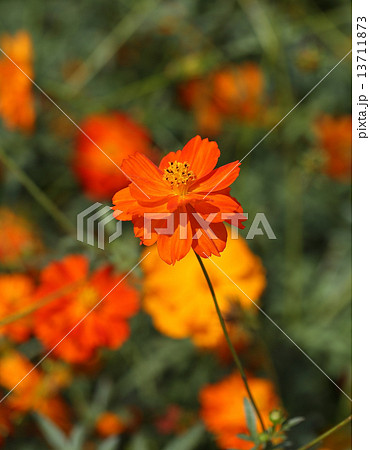 beautiful orange cosmos flower beautiful orange cosmos flower 13711873