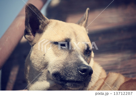 Dog looking 13712207