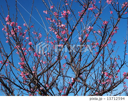 青空と桜 青空と桜 13712594