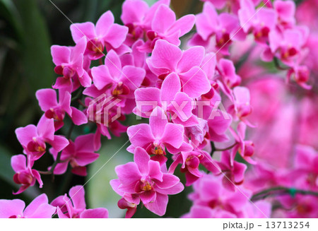 Pink Orchids flower 13713254