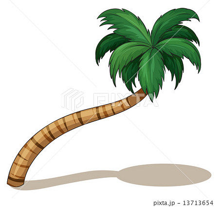 A coconut tree 13713654