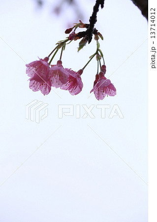 カンヒザクラ カンヒザクラ 13714012