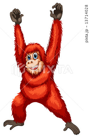 Orangutan 13714028