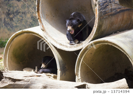 Malayan sun bear Malayan sun bear 13714394
