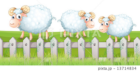 Three sheeps 13714834