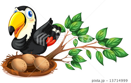 A nest at the branch of a tree with a bird A nest at the branch of a tree with a bird 13714999