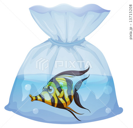 A fish inside the plastic container 13715208