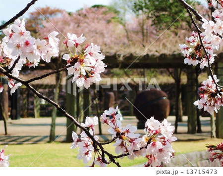 ネーブルパークの桜 13715473