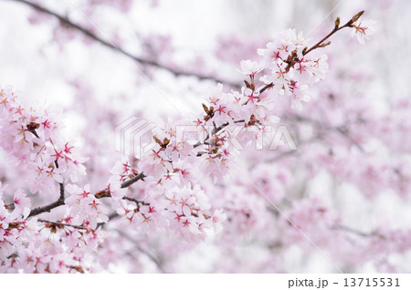 桜 桜 13715531