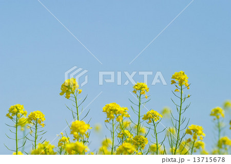 菜の花と青空 13715678