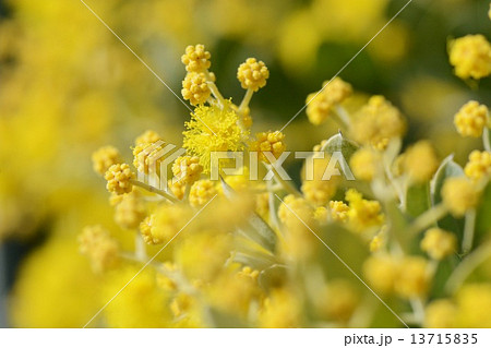 パールアカシアのアップ 13715835