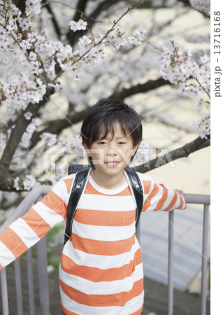 桜をバックに立つ小学生 桜をバックに立つ小学生 13716168