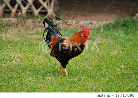 セキショクヤケイ 13717099