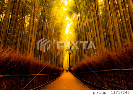 竹林の小径 竹林の小径 13717240