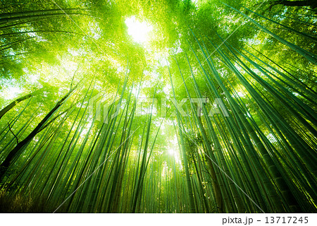 竹林の小径 13717245