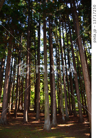 函館見晴公園 13717250