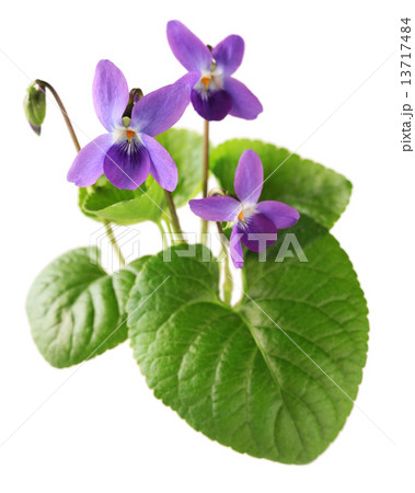 ニオイスミレ 13717484