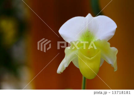 ギンレイ～パフィオペディルム 13718181