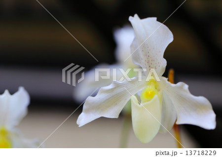 フィプス~パフィオペディルム フィプス~パフィオペディルム 13718229