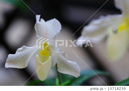 フィプス～パフィオペディルム 13718230