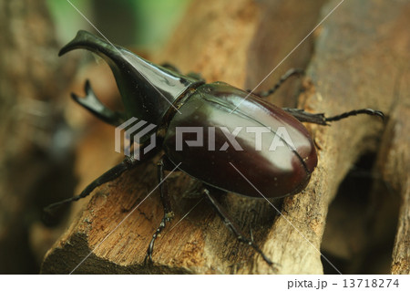 Beetle on wood 13718274