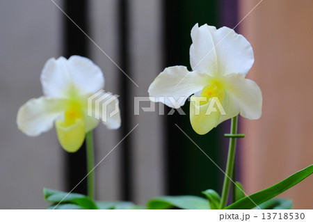 スワンゴールド・ミユキ~パフィオペディルム スワンゴールド・ミユキ~パフィオペディルム 13718530