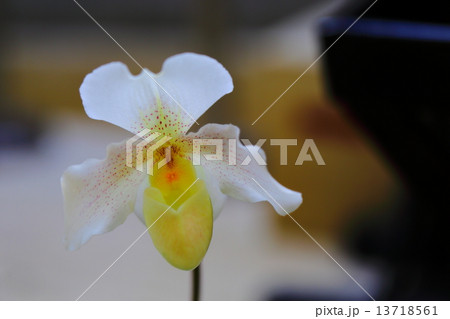 新品種~パフィオペディルム 新品種~パフィオペディルム 13718561