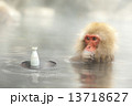 露天風呂で酒を飲む猿 13718627