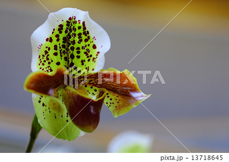 ヤミゾ～パフィオペディルム 13718645