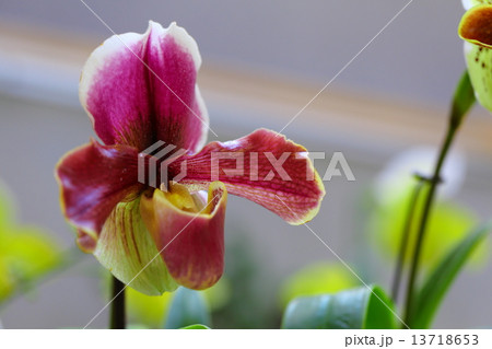 ミガワ～パフィオペディルム 13718653