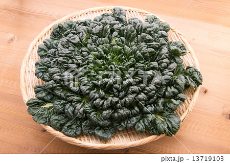 ターサイ ターサイ 13719103