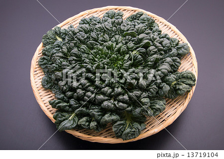 ターサイ ターサイ 13719104