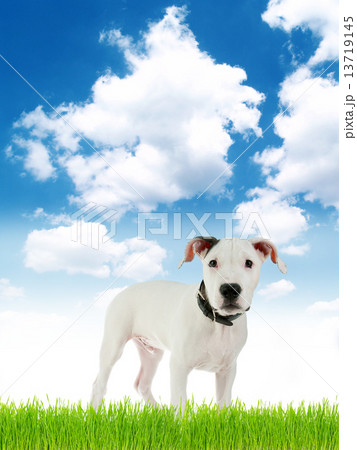 cute puppy 13719145