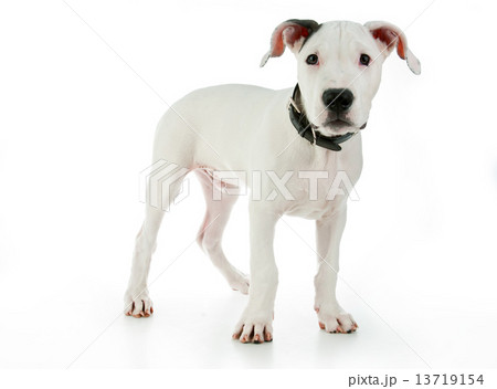 cute puppy 13719154