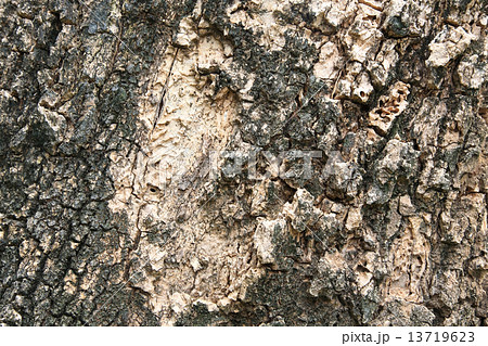 aged tree bark texture aged tree bark texture 13719623