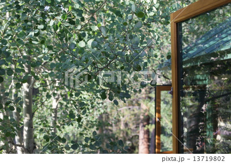 高原の白樺 高原の白樺 13719802