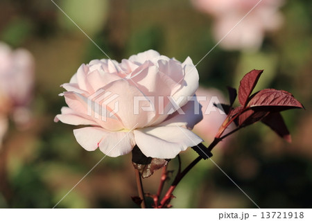 荒川自然公園の爽やかなクリーム色のバラの花 13721918