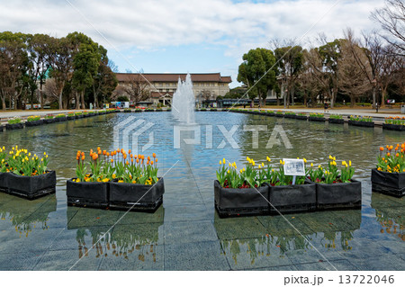 上野公園噴水広場の早咲きのチューリップと東京国立博物館 13722046