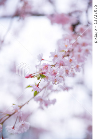 満開の桜 13722055