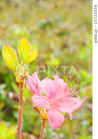 満開のつつじ　Azalea in full bloom 13722056