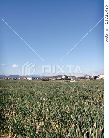 深谷ネギ　畑　空 13722435