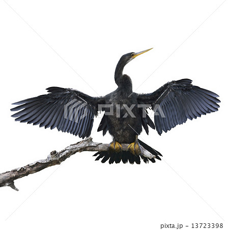 Anhinga Bird Anhinga Bird 13723398