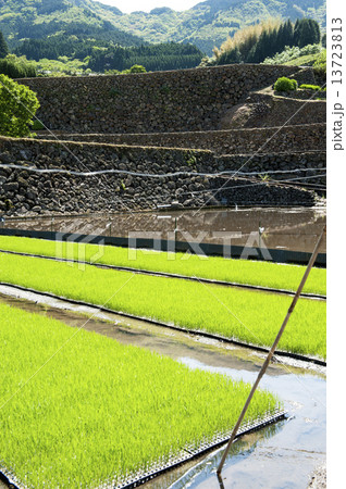 佐賀県蕨野の棚田 13723813
