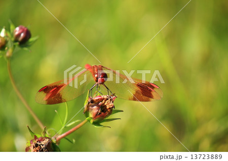 ミヤマアカネ ミヤマアカネ 13723889