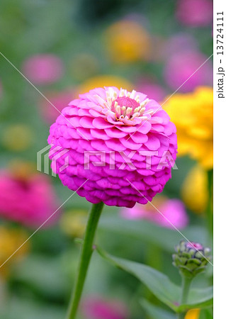 ピンクの丸い花の写真素材